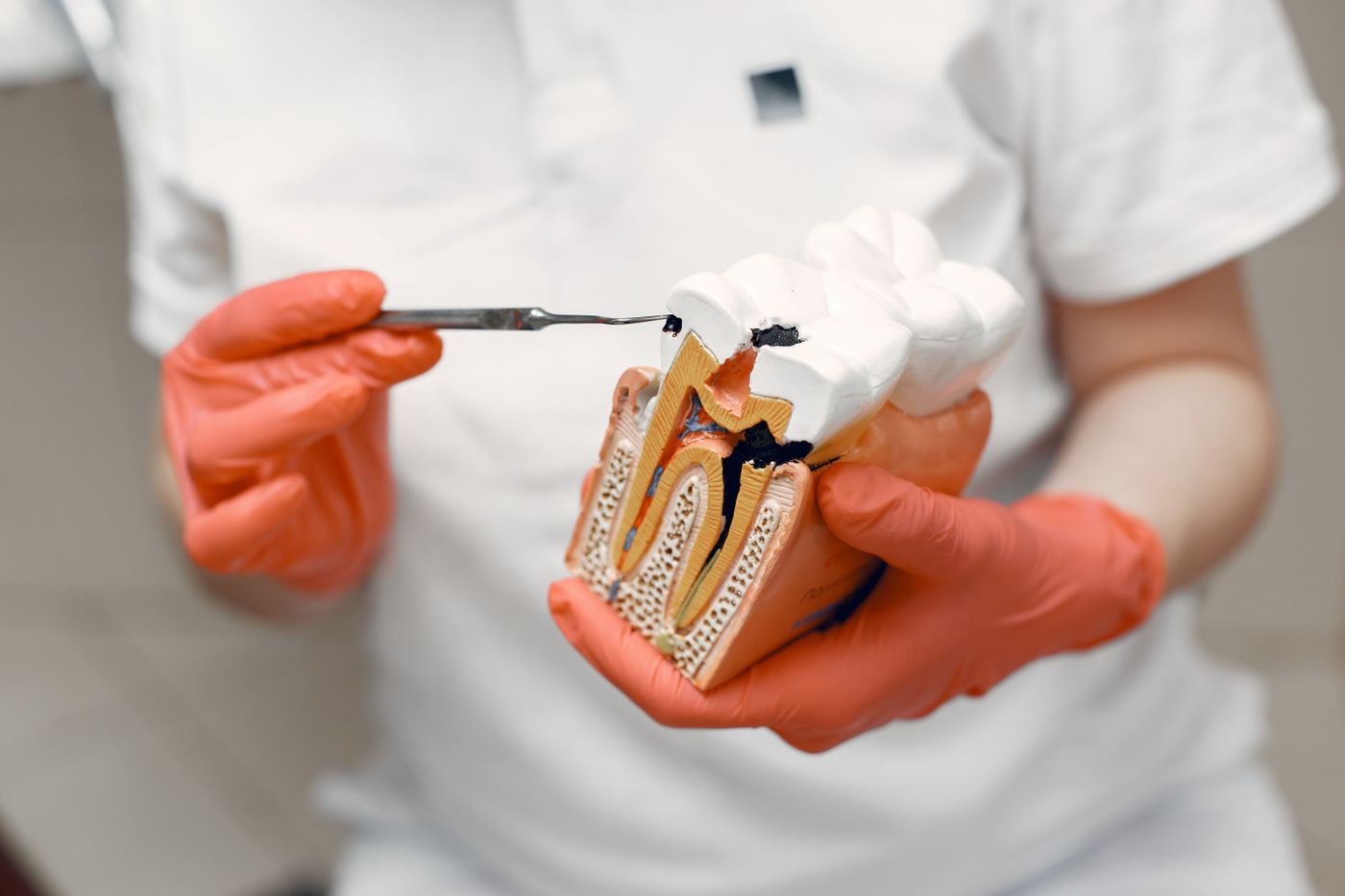 A dentist holding a tooth model and a dental instrument